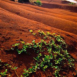 《ASTROBOTANICA》Steam上线 开放世界生存